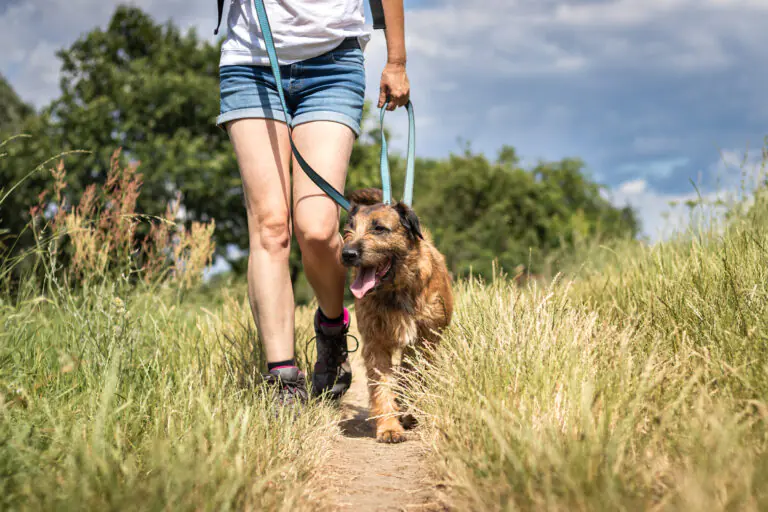 dog happy walking