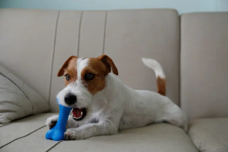 What is the best chew toy for your dog