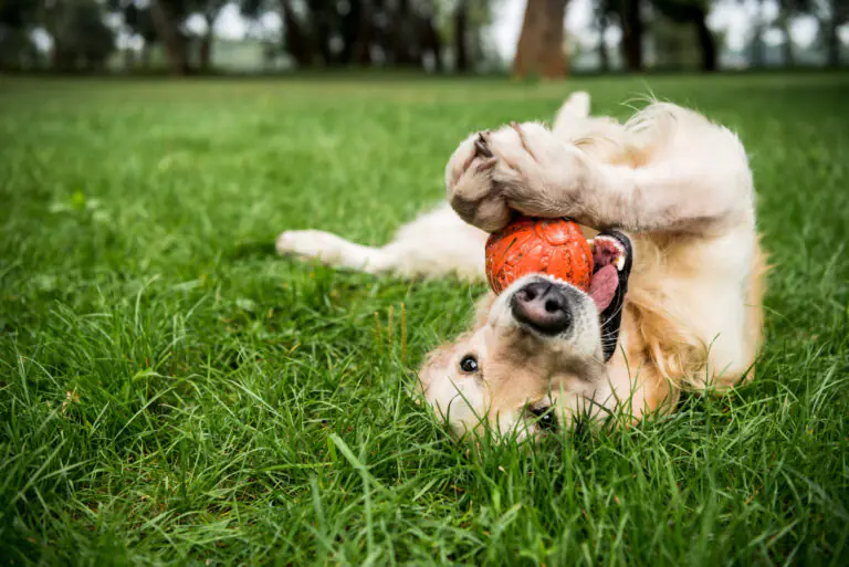 AdobeStock 250628313 | Laughing Dog Food