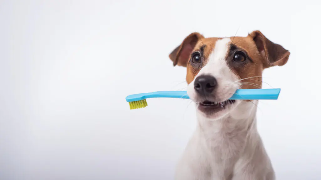 Dogs teeth